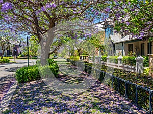 Jacaranda Trees in Subiaco, Western Australia