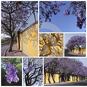 Jacarandas trees