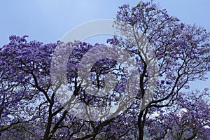 Jacarandas trees