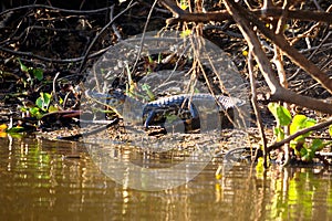 Jacare Caiman in Rio Cuiaba, Pantanal, Brazil