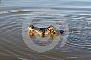 Jacare Caiman in Rio Cuiaba, Pantanal, Brazil. photo