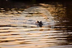 Jacare Caiman in Rio Cuiaba, Pantanal, Brazil. photo