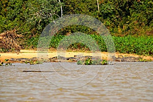 Jacare Caimans on Rio Cuiaba riverbank, Pantanal photo