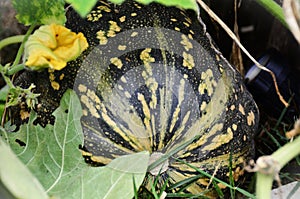 An alligator pumpkin growing amidst its leaves photo