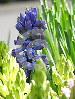 Jacinth blue flowers with nice light