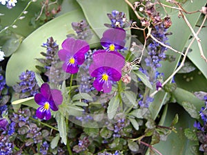 Jacinthe en fleur, flower