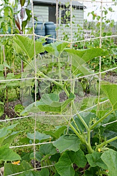 Jack-be-little pumpkin vine climbs trellis in allotment