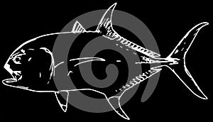 Jack crevalle fish predator on black background photo