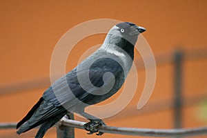 Jack-daw, chough v krásném oranžovém pozadí během zlaté hodiny, velký pták s modrýma očima, Slovensko