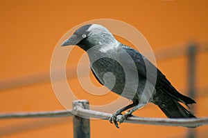 Jack-daw, chough v krásném oranžovém pozadí během zlaté hodiny, velký pták s modrýma očima