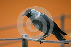 Jack-daw, chough v krásném oranžovém pozadí během zlaté hodiny