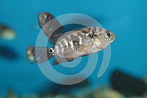 Jack Dempsey aquarium fish photo