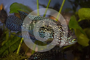 Jack Dempsey cichlid fish swimming in the aquarium.