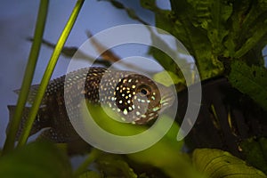 Jack Dempsey cichlid fish swimming in the aquarium. photo