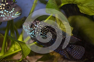 Jack Dempsey cichlid fish swimming in the aquarium. photo