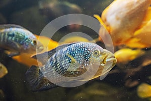 Jack Dempsey fish - Rocio octofasciata photo