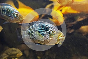 Jack Dempsey fish - Rocio octofasciata photo