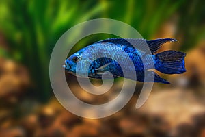 Jack Dempsey - Freshwater fish