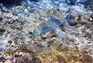 Jack fish & x28;Caranx lugubris& x29; over a coral reef, the Indian Ocean