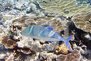 Jack fish & x28;Caranx lugubris& x29; over a coral reef, the Indian Ocean