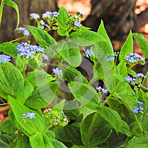 Jack Frost green leaf plant with blue forget-me-not flowers