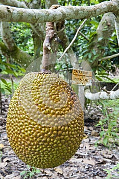 Jack fruit