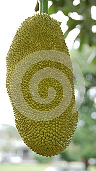 Jack Fruit 2