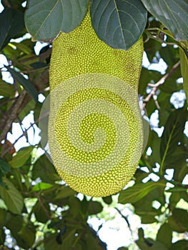 Jack fruit