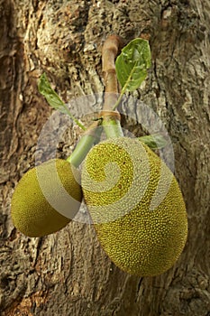 Jack fruit (Artocarpus heterophyllus)