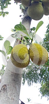 Jack fruit Artocarpus heterophyllus& x29;, India. Jackfruit is a summer fruit.