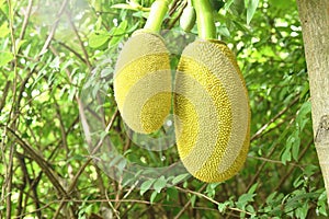 Jack fruit growing hanging from branch on tree in farm