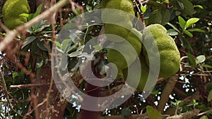 Jack fruit growing on a tree in the jungle