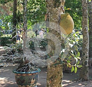 Jack fruit hanging on a tree in a garden in asia