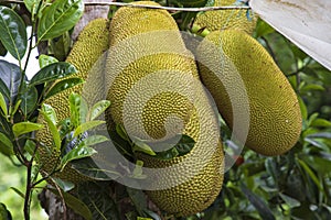 Jack fruit hanging on the tree in the garden. Tropical fruit