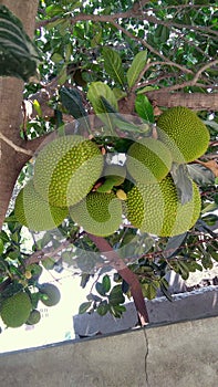 Jack fruit hanging on tree