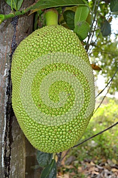 Jack fruit
