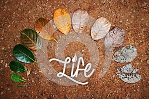 Jack fruit leaf on ground with life letter