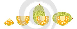 Jack fruit logo. Isolated jack fruit on white background