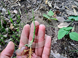 Jack fruit seeds semen grow up in the nature