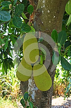 Jack fruit, sweeten tropical fruit wih aroma