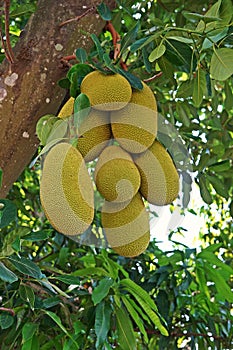 Jack fruit, sweeten tropical fruit wih aroma