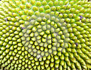 Jack fruit Texture