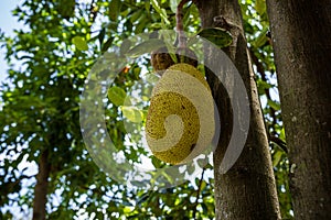 Jack Fruit Tree Farm Land Shamba Agriculture Fields Meadows Nature Plant Trees Generic Vegetation In Kakamega County In Kenya