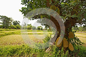 Jack fruit tree in fruiting in a farm