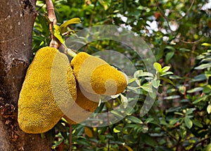 Jack fruit on the tree in garden