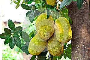 Jack fruit on the tree in garden