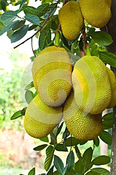 Jack fruit on the tree in garden