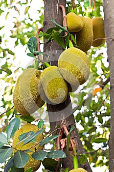 Jack fruit on the tree in garden