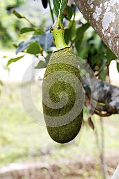 Jack fruit