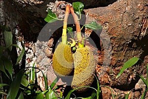 Jack fruits Artocarpus heterophyllus on a tree trunk